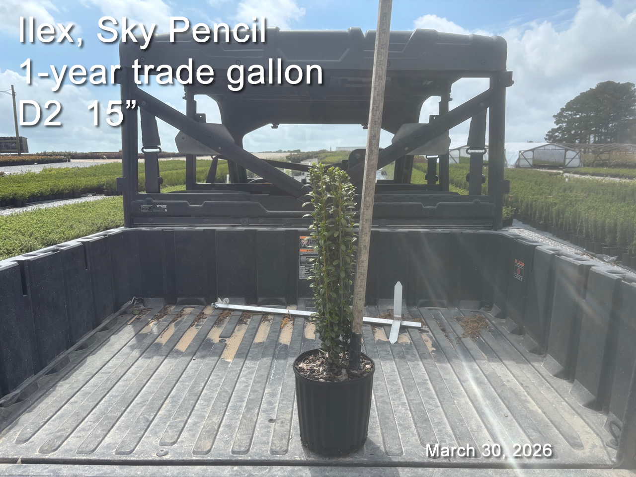 gallery/sky1yt d2 mar30.jpg